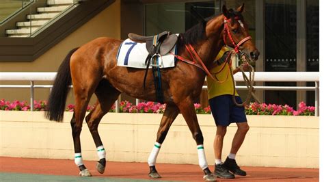 How Fast Can A Horse Run? Incredible Horse Racing Records!