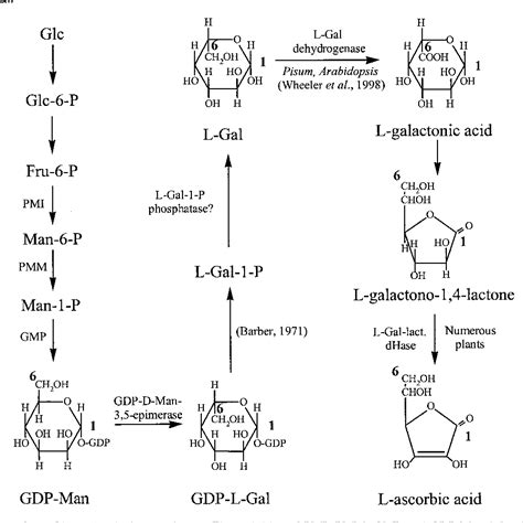 [PDF] The pathway of L-ascorbic acid biosynthesis in the colourless ...