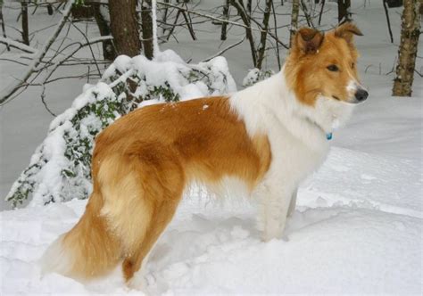 Old Time Scotch Collie - Sky English Shepherd, Shepherd Dog, Australian ...