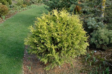 Golden Globe Arborvitae (Thuja occidentalis 'Golden Globe') in Detroit ...