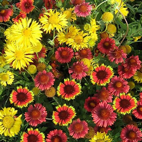 Common Blanketflower - Flower seeds