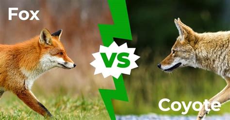 Fox vs Coyote – 5 Key Differences