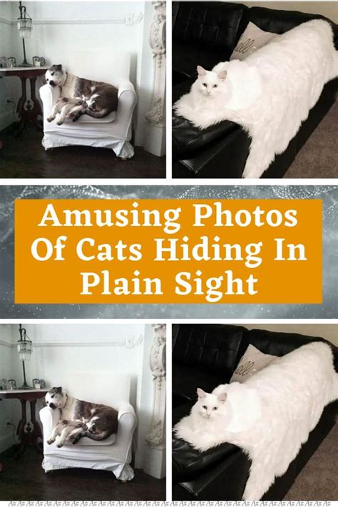 Amusing Photos Of Cats Hiding In Plain Sight in 2023 | Cat hiding, Cat photo, Amusing