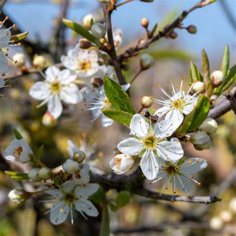 Blackthorn guide: how to identify, folklore and uses - Countryfile.com