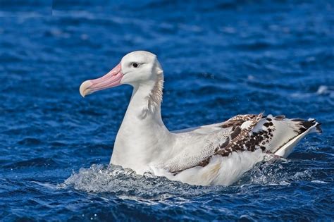 Pin de Ernesto Vallejos en Aves: Albatros, Petreles y Gaviotas | Aves marinas, Aves, Oceano ...