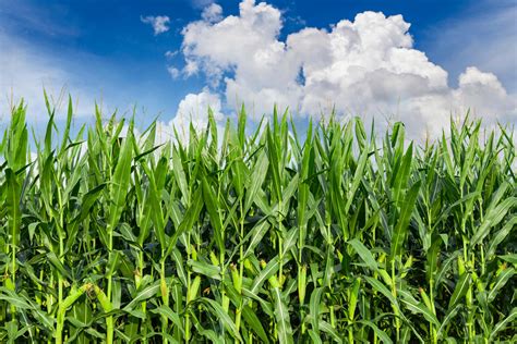 Monocropping – What Is It and How It’s Hurting the Environment