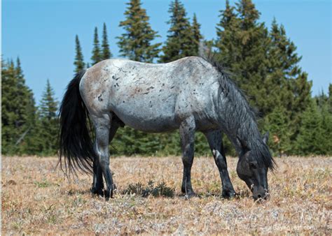 330 Best Blue Roan Horse Names with Meanings