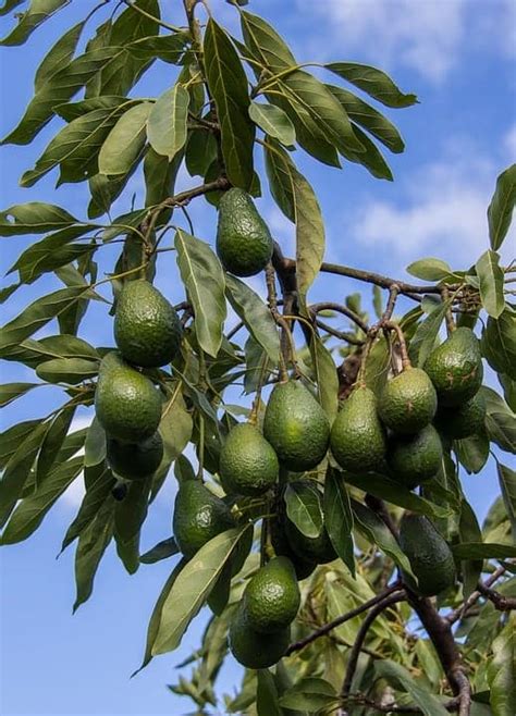 15 Great Types of Avocado Trees - ProGardenTips