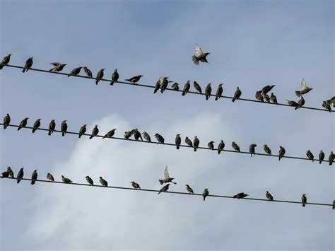 Why Do Birds Sit On Power Lines? (Everything Explained) | Birdfact