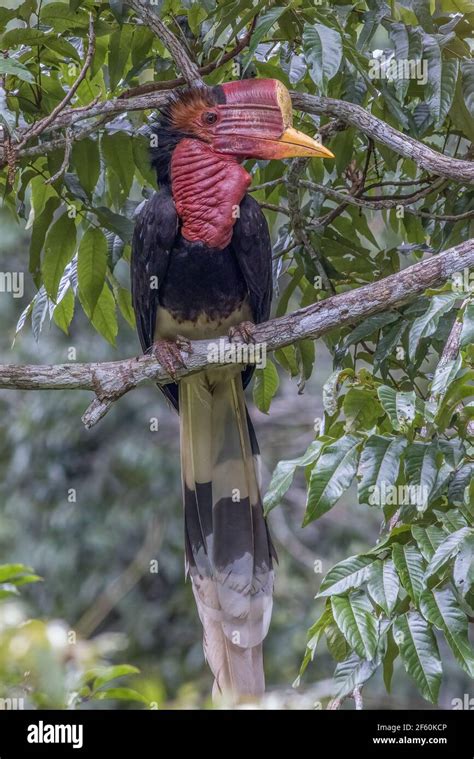 Helmeted hornbill bird hi-res stock photography and images - Alamy