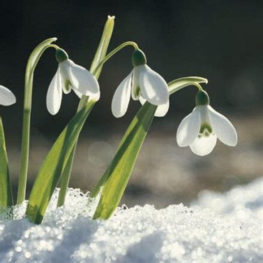 How to Grow Snowdrops - Plant Instructions