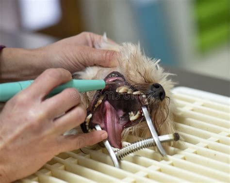 Tartar removal for dog stock image. Image of tooth, terrier - 180617723