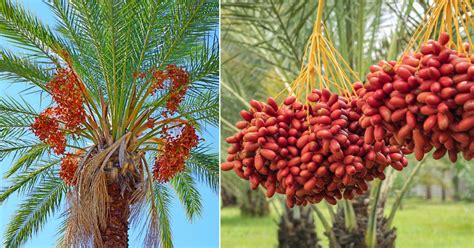 How to Grow Khajur ka Ped | Growing Date Palm • India Gardening