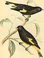 Category:A monograph of the weaver-birds, Ploceidae, and arboreal and terrestrial finches ...