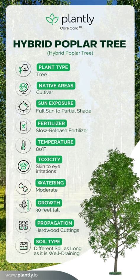 Essential Hybrid Poplar Tree Care | Plantly