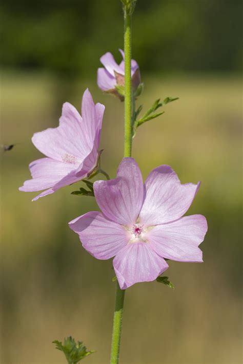 A simple guide to the wildflowers of Britain - Country Life