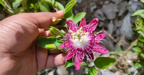 Rakhi Flower Plant Image, Care of Passion Flower, Vine Plants Species