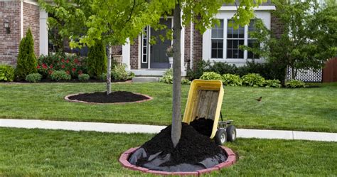 How To Apply Mulch Around Your Trees - The Woodsman