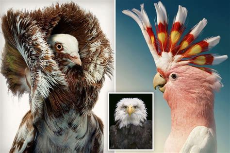 Striking portraits of rare and endangered birds capture their unique ...