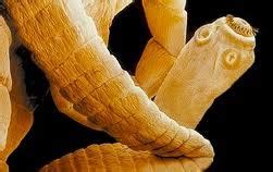 Tapeworm infection | Diseases and Treatments