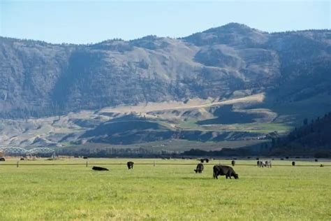 Snake River Farms - A Cut Above The Rest (Wagyu, Briskets, Location ...