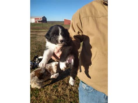 Standard Australian Shepherd puppies for sale in - Puppies for Sale Near Me