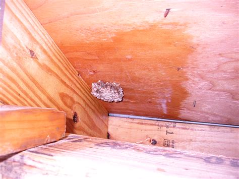 Happy in Hainesport: Wasp Nest in the Attic