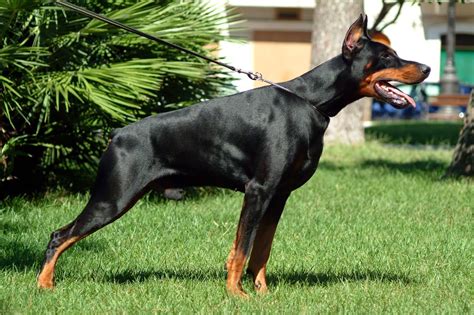 Rules of the Jungle: Doberman puppies