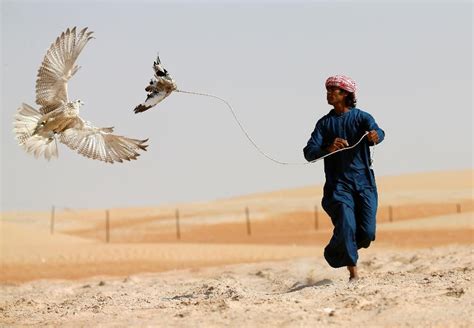 The $250,000 Bird: Falcon Hunting in Qatar | Falcon hunting, Birds of prey, Falcon