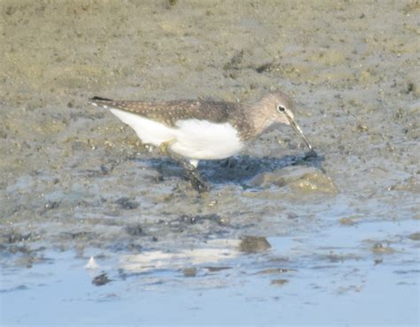 North Cave Wetlands