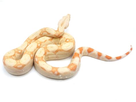 2021 Female Albino IMG Boa Constrictor – New England Reptile - NERD