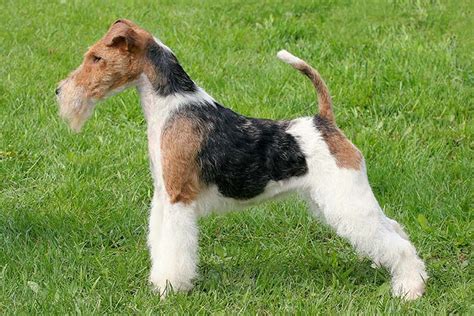 Wire Fox Terrier Dog Breed Information