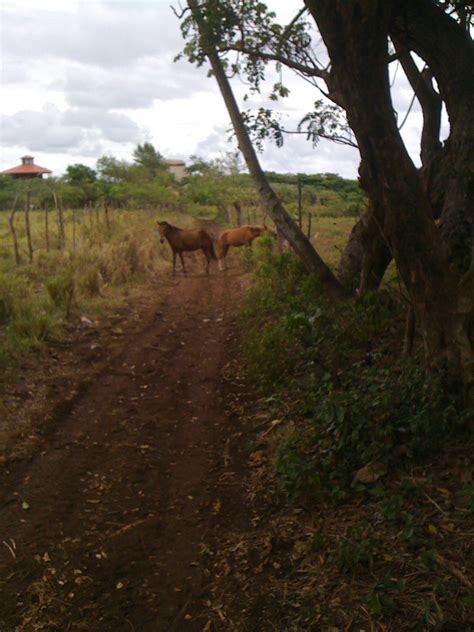 Horses copulating in the jungle, blue crabs, humming birds & plane ...