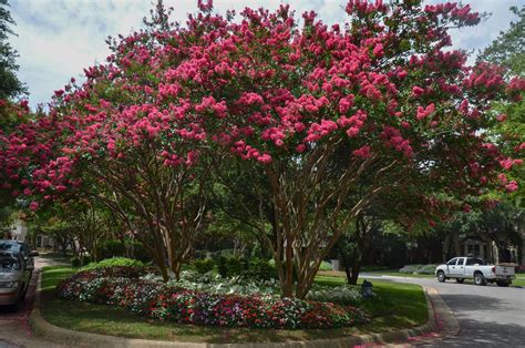 Red Arapaho Crape Myrtle Trees - Crape Myrtle Guy