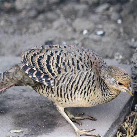 Golden Pheasant | Pheasant female, Pet birds, Golden pheasant