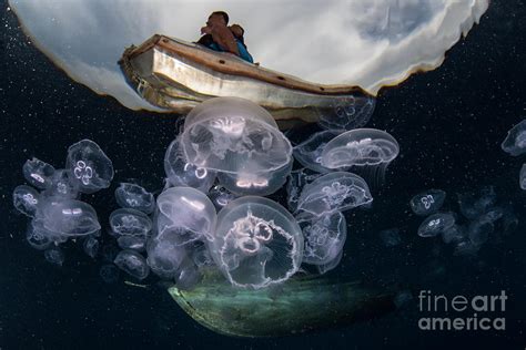 Moon Jellyfish Aurelia Aurita Aggregate Photograph by Ethan Daniels