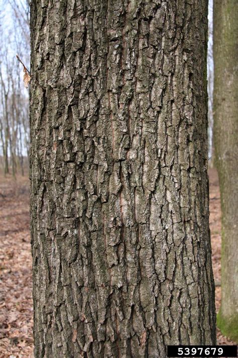 sessile oak, Quercus petraea (Fagales: Fagaceae) - 5397679