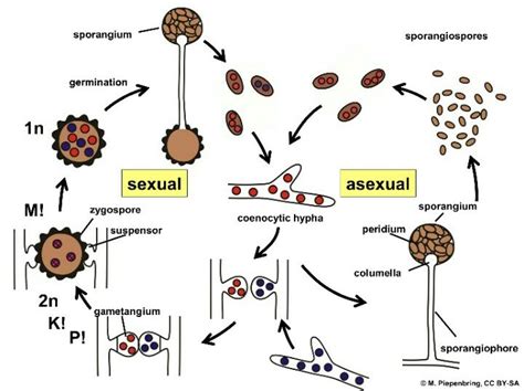 can anybody help me in understanding the life cycle of Zygomycota? - Brainly.in