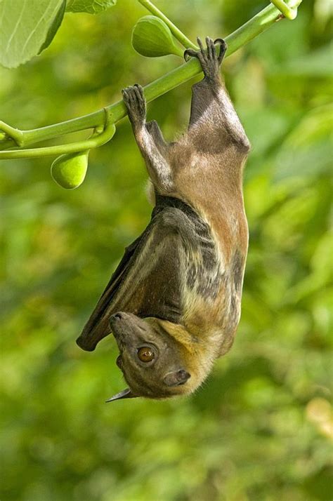 straw-colored fruit bat | steve gettle | Fruit bat, Bat, Animals