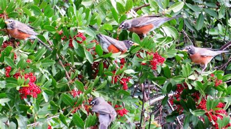 American Robins Winter Migration - Real Florida Snowbirds - YouTube