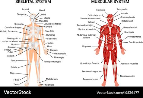 Human muscular skeletal systems poster Royalty Free Vector