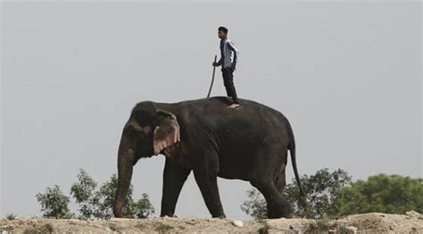 Kerala: Elephant attacks man who tried to take a selfie with it | India News - The Indian Express