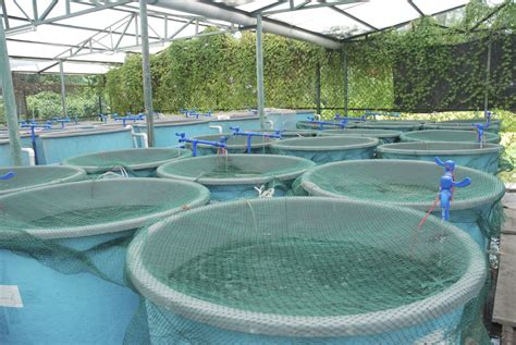 Aquaponic Fish Farmer | Backyard aquaponics, Aquaponics system, Aquaponics