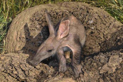 10 Facts About Aardvarks