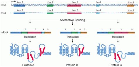 What is the Difference Between RNA Splicing and Alternative Splicing - Pediaa.Com