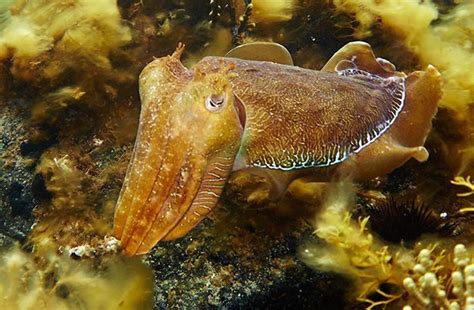 Giant Cuttlefish: Undetermined decline - Australian Geographic