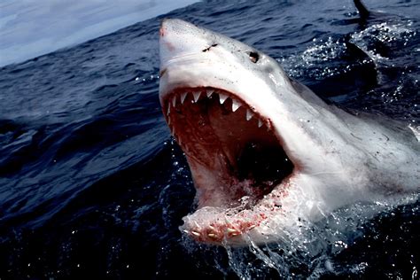 shark great white shark sea Wallpapers HD / Desktop and Mobile Backgrounds