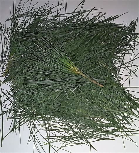 Fresh Eastern White Pine Needles with Short Leaf Pine Sample | Etsy