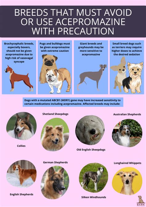 Everything You Need To Know About Acepromazine For Dogs | Bark For More