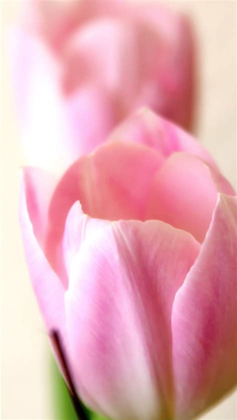 Tulip Fields of Netherlands iPhone Wallpapers Free Download